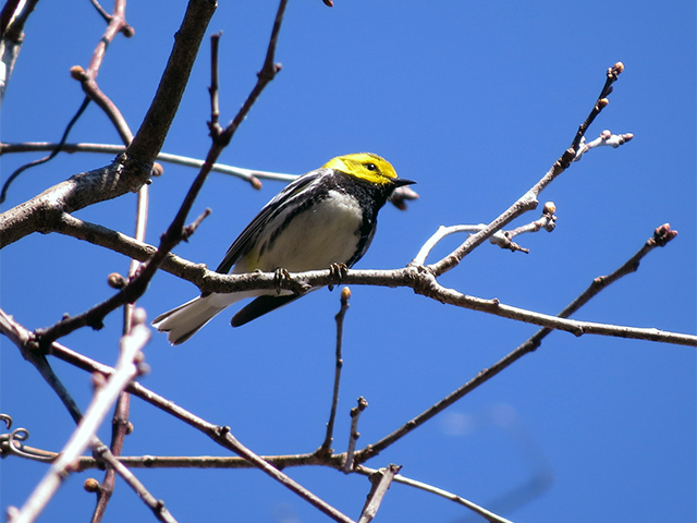Black-throated Green Warbler Photo by Simon Thompson